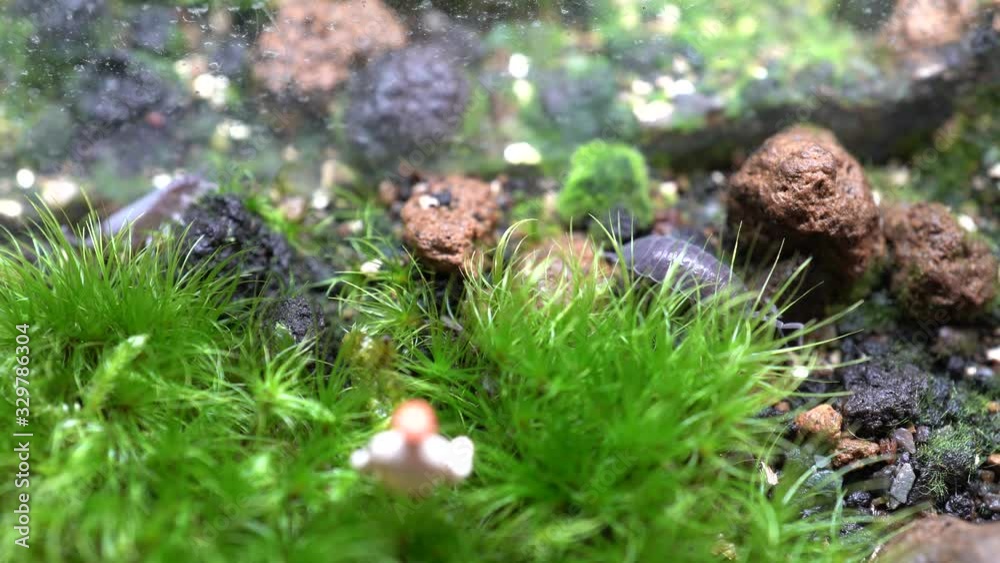4k videos of moss, miniature dolls, and sometimes Porcellio scabe