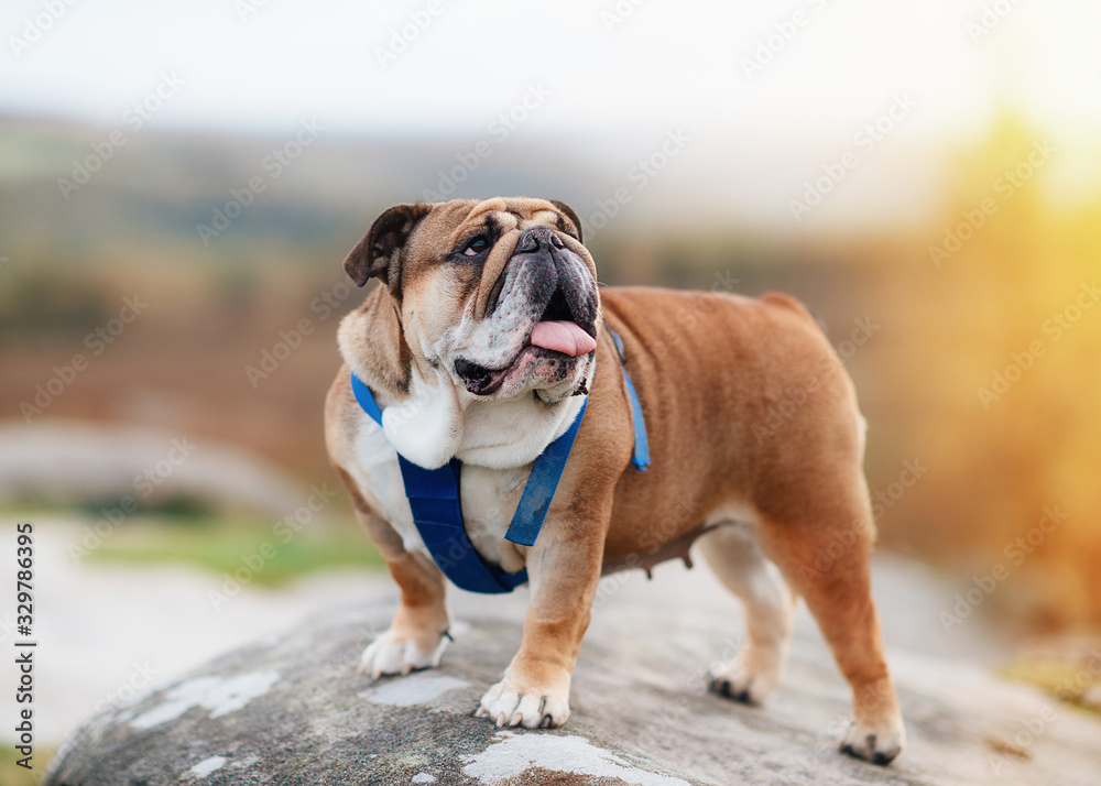 Closeup of portrait of Red English / British Bulldogs/dog in blue harness out for a walk in the countryside, UK