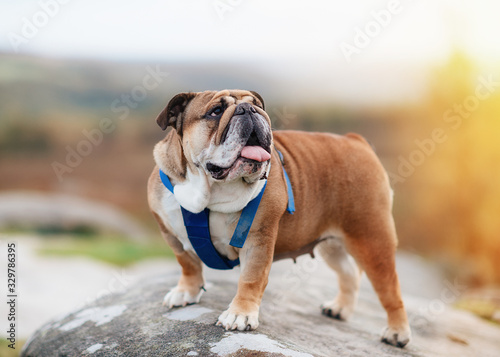 Fototapeta Naklejka Na Ścianę i Meble -  Closeup of portrait of Red English / British Bulldogs/dog in blue harness out for a walk in the countryside, UK
