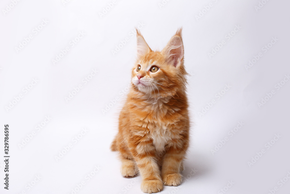 red Maine Coon kitten isolated on a white background