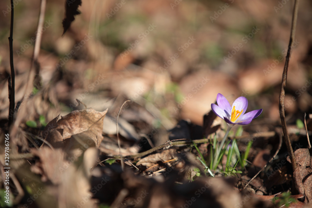 Schöne Blume im Wald im Frühling Frühjahrsblüher Schöne Blume im Wald im Frühling Frühjahrsblüher