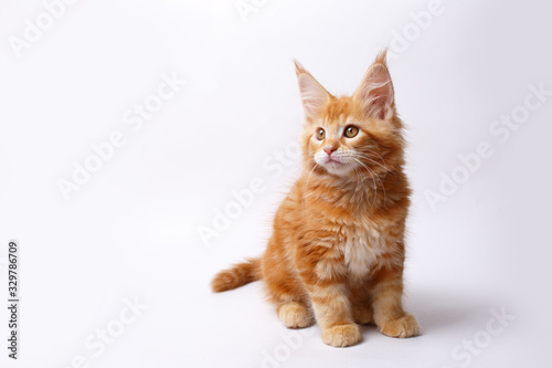 red cat kitten isolated on a white background