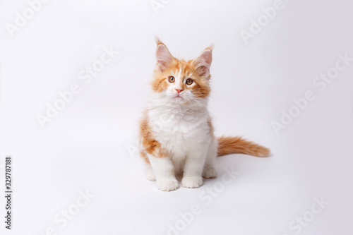 red Maine Coon kitten isolated on a white background