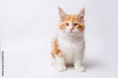 red cat kitten isolated on a white background  © Olesya Pogosskaya