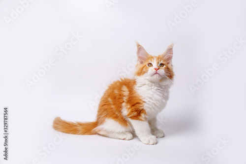 red cat kitten isolated on a white background 
