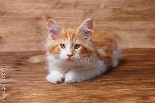 a red Maine Coon kitten lies on a wooden background