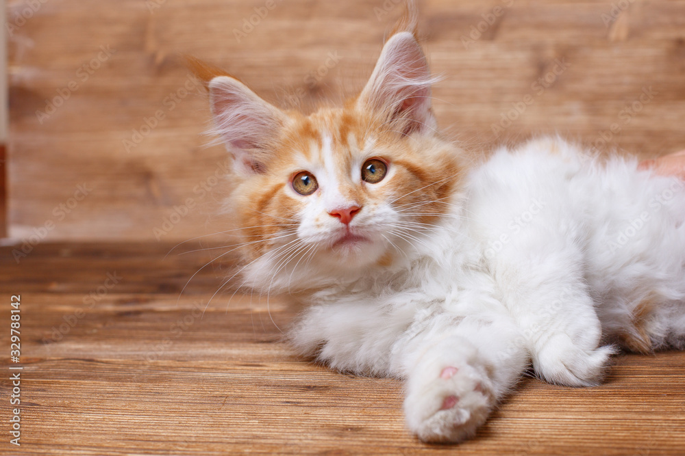 funny red kitten lies on a wooden background , the concept of cute, funny pets funny red kitten lies on a wooden background , the concept of cute, funny pets