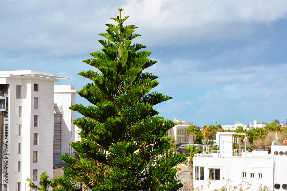 Fototapeta premium tall coniferous tree on the background of white buildings and a cloudy sky