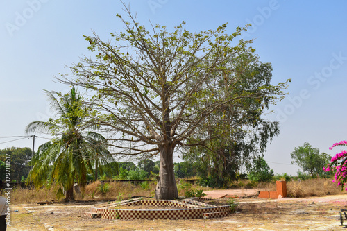 Baobab hermoso photo