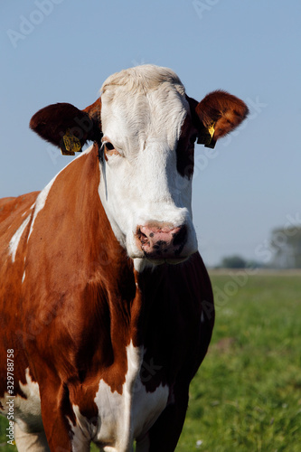 Beef, Cow, Milk cow, Pasture, Schwegen, Lower Saxony, Germany, Europe