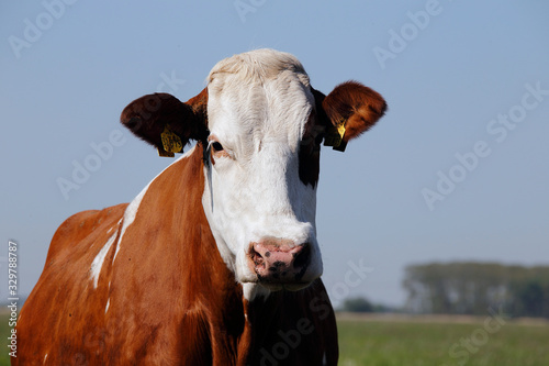 Beef, Cow, Milk cow, Pasture, Schwegen, Lower Saxony, Germany, Europe © Klaus Nowottnick