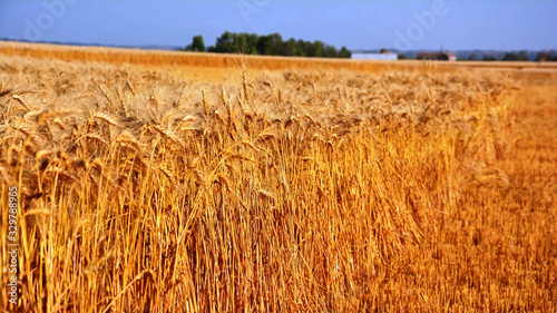 Wheat Valley.sunny day hard working