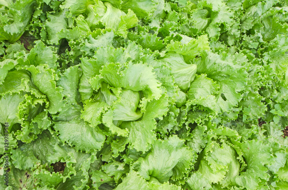 Top view of fresh green iceberg lettuce in garden Top view of fresh green iceberg lettuce in garden