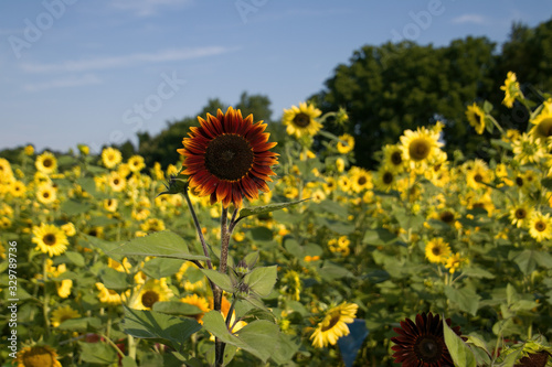 red sunflower in a field of yellow sunflowers
