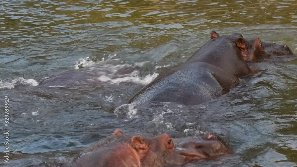 Three common hippopotamuses / hippos (Hippopotamus amphibius) swimming in water of lake Three common hippopotamuses / hippos (Hippopotamus amphibius) swimming in water of lake