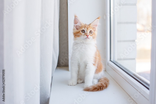 funny cute red kitten sitting on the window of the house