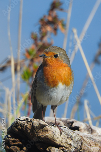 Pettirosso (Erithacus rubecola),ritratto su ramo,sfondo cielo, photo