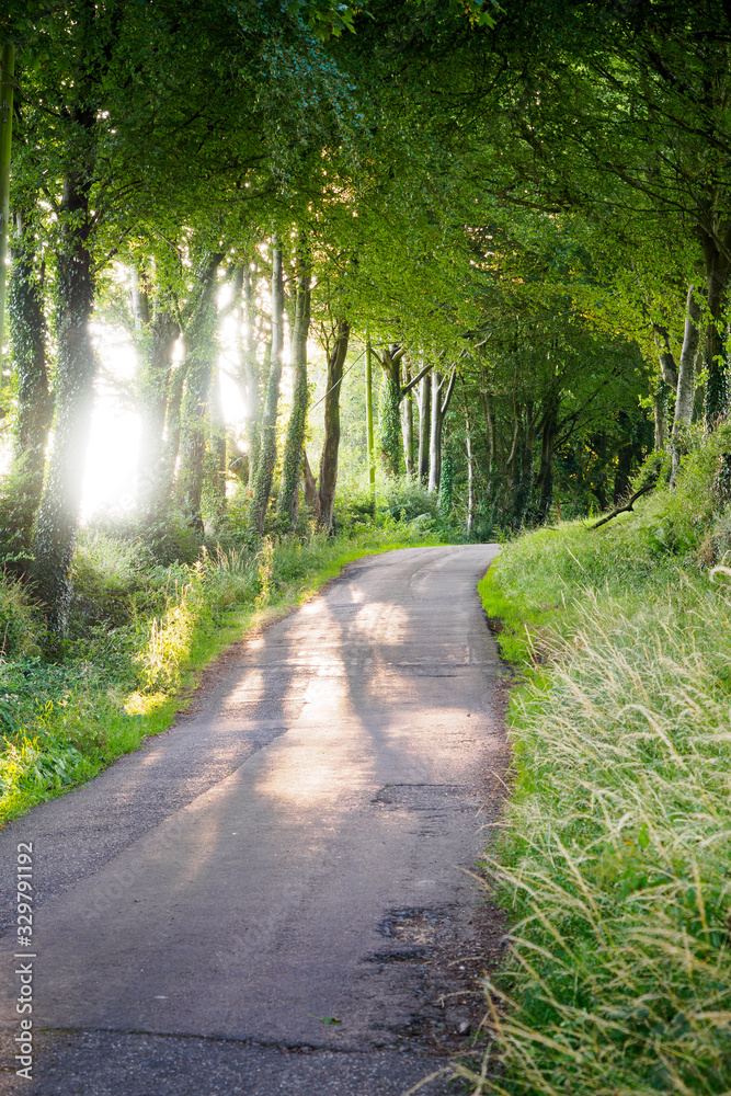 Naklejka premium Sun beaming through tress on a Road in South England