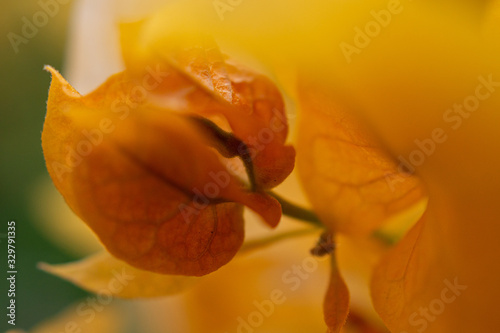 flores macro sevilla 