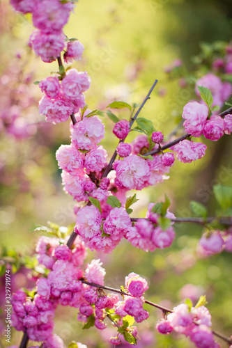 Blossom branches of a pink sacura. © aprilante