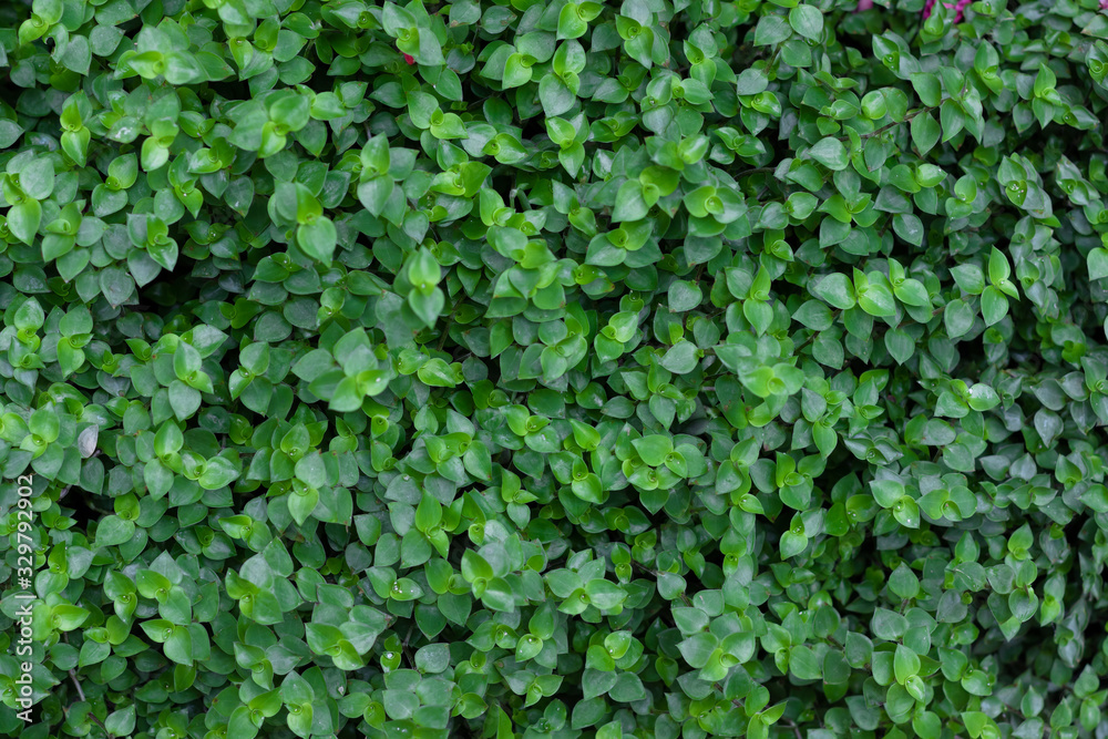 Green Leaf Wall Pattern Nature Background. Green Leaf Wall Pattern Nature Background.