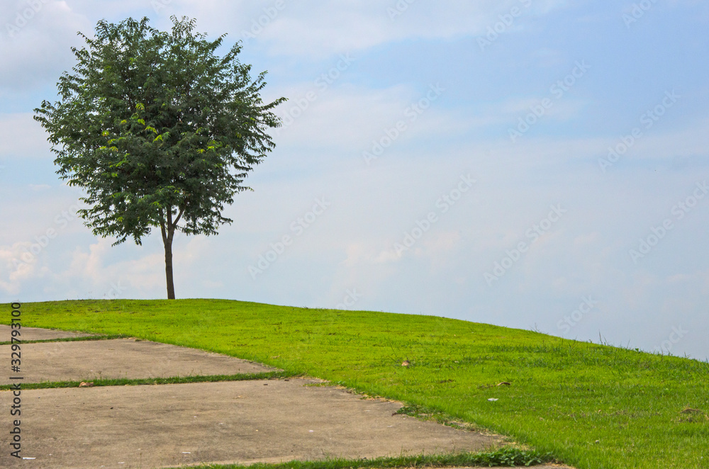 Lonely tree on green lawn hill with blue sky background