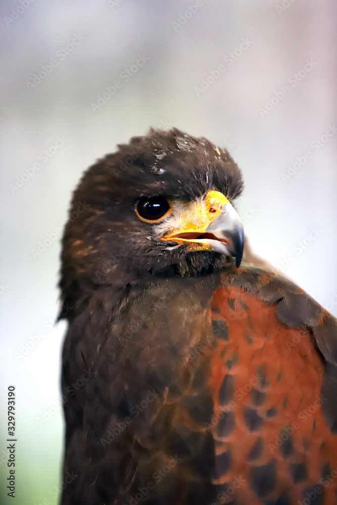 Falconry. Harris hawk (Parabuteo unicinctus) bird of prey Falconry. Harris hawk (Parabuteo unicinctus) bird of prey