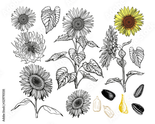Sunflowers set. Black outlines hand-drawn with pen and ink. Graphic vintage drawing. Isolated on a white background vector elements for design.