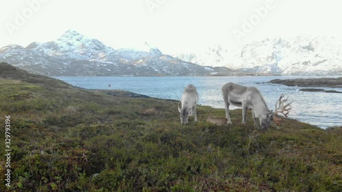 Norwegian reindeers next to fjord in Norway drone