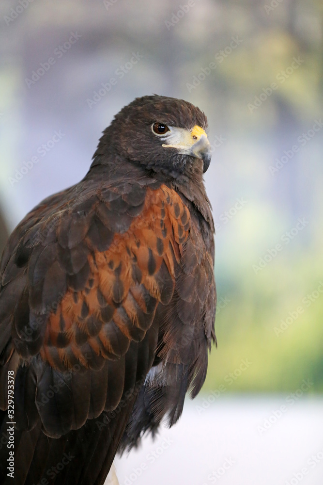Falconry. Harris hawk (Parabuteo unicinctus) bird of prey Falconry. Harris hawk (Parabuteo unicinctus) bird of prey