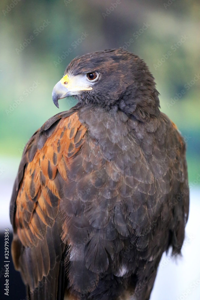 Falconry. Harris hawk (Parabuteo unicinctus) bird of prey Falconry. Harris hawk (Parabuteo unicinctus) bird of prey