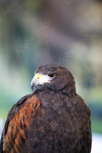 Falconry. Harris hawk  Parabuteo unicinctus  bird of prey