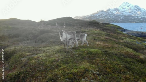Norwegian reindeers next to fjord in Norway drone