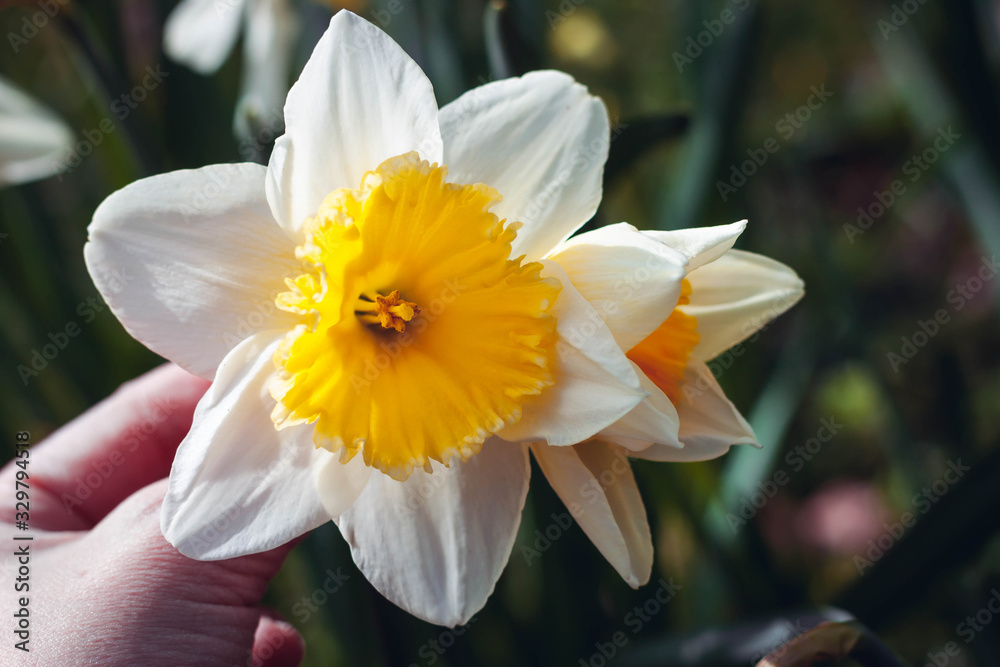 Fototapeta premium daffodils in the garden