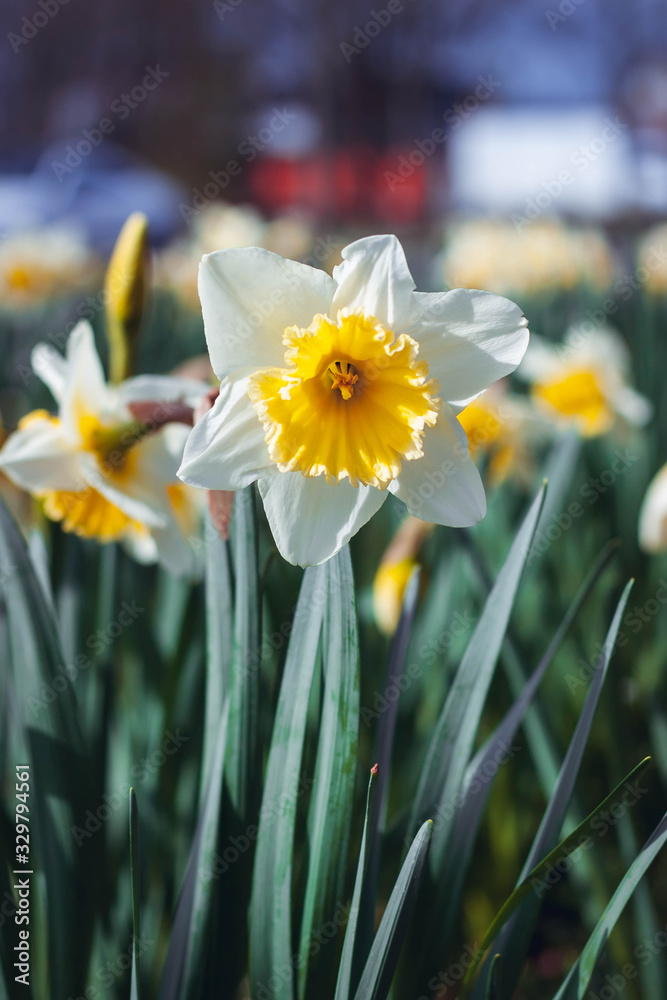 Obraz premium daffodils in the garden