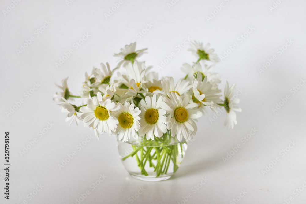 Beautiful summer white daisies in glass vase on white background.