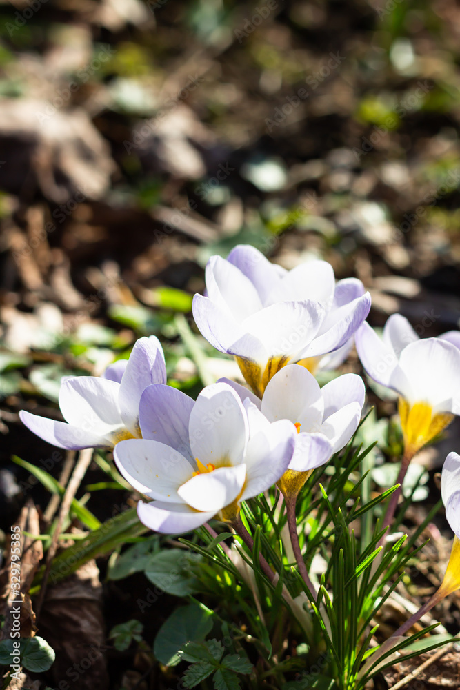 White crocuses on the ground in early spring. First spring flowers blooming in garden. Blurred background of greenery in spring garden. White crocuses on the ground in early spring. First spring flowers blooming in garden. Blurred background of greenery in spring garden.