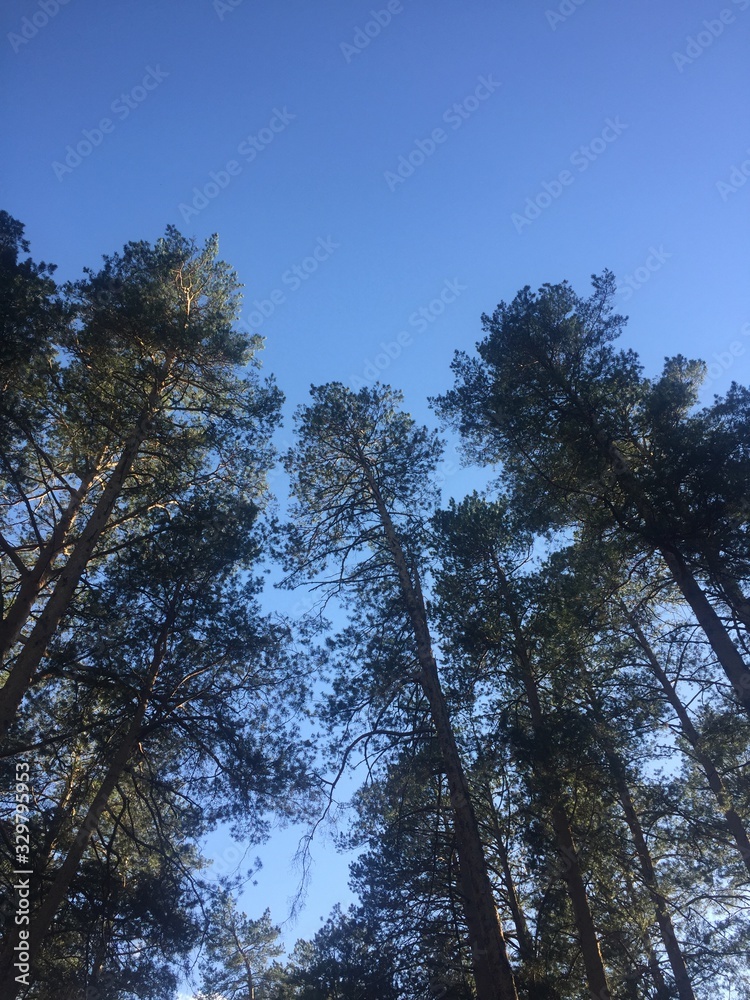 trees and sky trees and sky