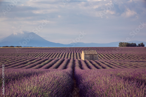 Lavender Field during Sunrise against Mountain with a small House in the field, Provence, France