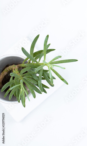Minimalistic green plant on a white background