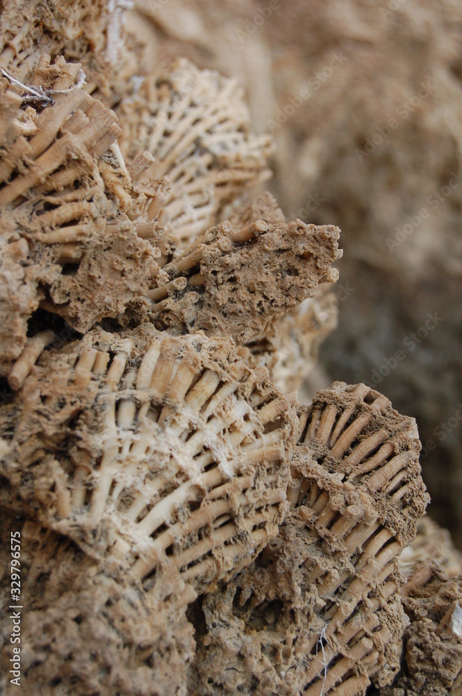 fossili coralli fossili coralli