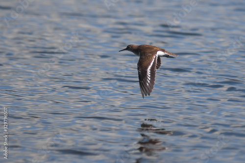Piro piro piccolo (Actitis hypoleucos) in volo sull'acqua  photo