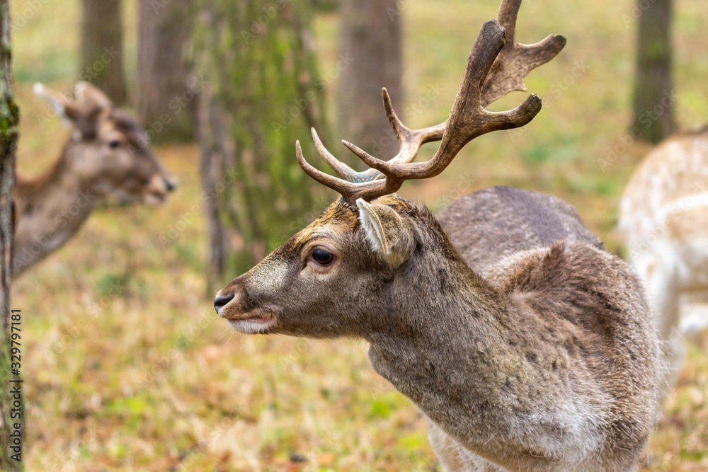 ein junger Damhirsch mit Geweih ein junger Damhirsch mit Geweih