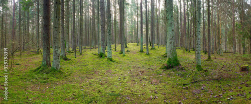 panorama of an old spruce forest with moss on the ground