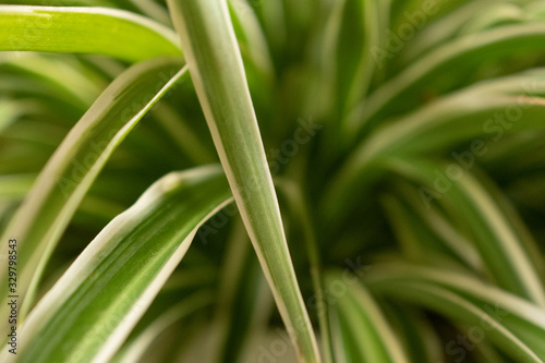 Chlorophytum, a wonderful plant. This plant purifies the air. Wonderful nature