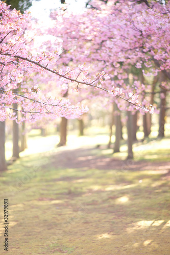                                           cherry blossom