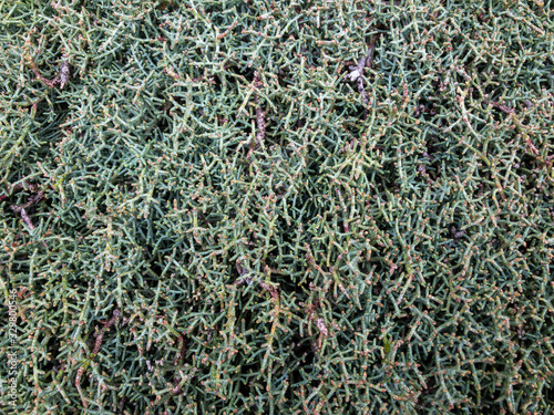 Background texture of a fluffy green branches of a Bush.