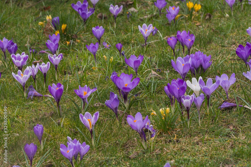 viele Krokusse auf einer Wiese viele Krokusse auf einer Wiese