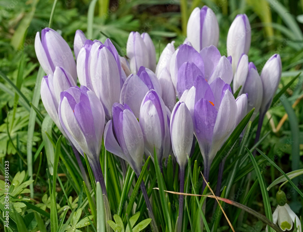 Frühlingserwachen Frühlingserwachen