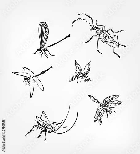 insects set sketch dragonfly design elements isolated